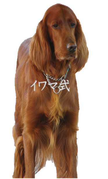 グレインフリーのドッグフードならbenly.jp『ペットフードのベンリー